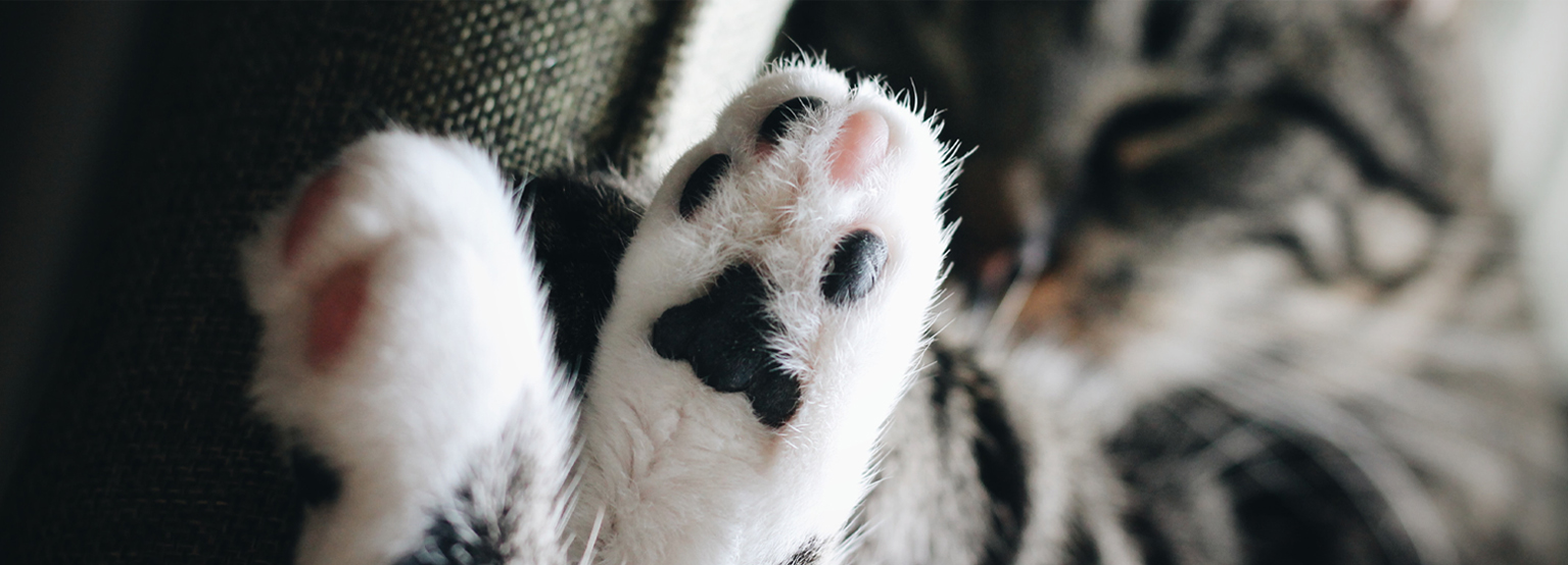 cat paw